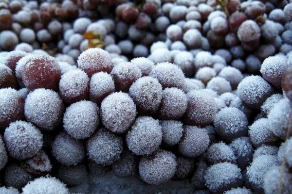 3 - VINO DI GHIACCIO