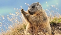 12 - MARMOTTA
