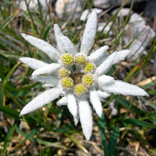5 - STELLA ALPINA