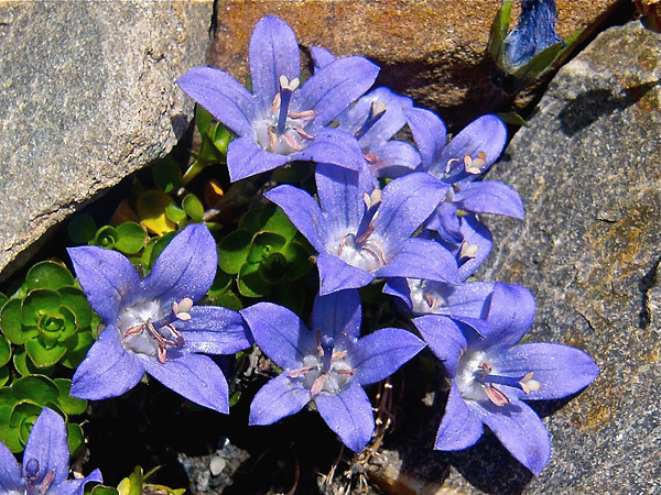7 - CAMPANULA CENISIA
