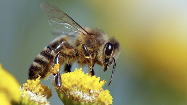 5 - Le api. Un prezioso impollinatore.