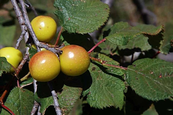 8 - Prunus brigantina. L'albero del Delfinato.