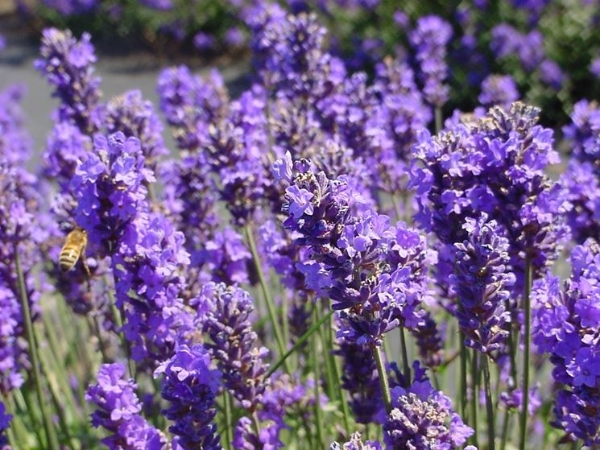 12 - La lavanda. La nostra Provenza.