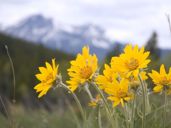 14 - L'arnica montana. Il tabacco dei montanari