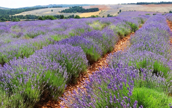 Sostegno ai produttori di lavanda e lavandino di Valensole e dintorni