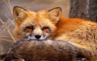 Volp