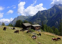 Comune di BALME - VERBALE DI DELIBERAZIONE DELLA GIUNTA COMUNALE N.31 del 31/05/2024